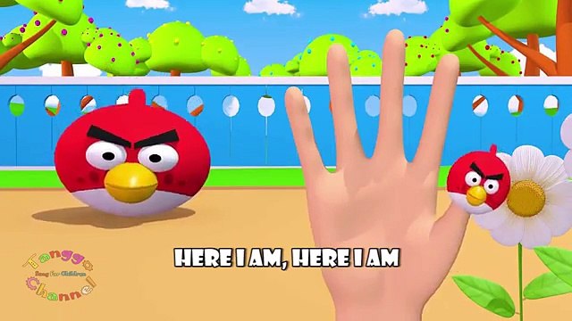 Angry Bird 3D Finger Family | Nursery Rhymes | 3D Animation From TanggoKids Nursery Rhymes