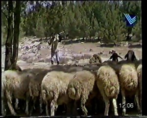 كبوش التوتي - ملحم بركات