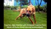 En Güçlü Köpekler  BÖLÜM 8 ►► TOSA İNU !!!, strongest dogs, tehlikeli ve yasaklı köpekler