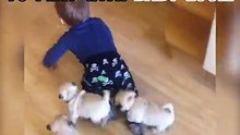 PUGS just want to have fun!