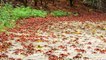 Watch millions of bright red crabs head to the sea to make baby crabs