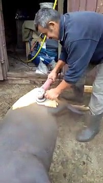 Am trait sa o vedem si p-asta! Porcul parlit si ras cu FLEXUL! Asa ceva nu vezi in fiecare zi