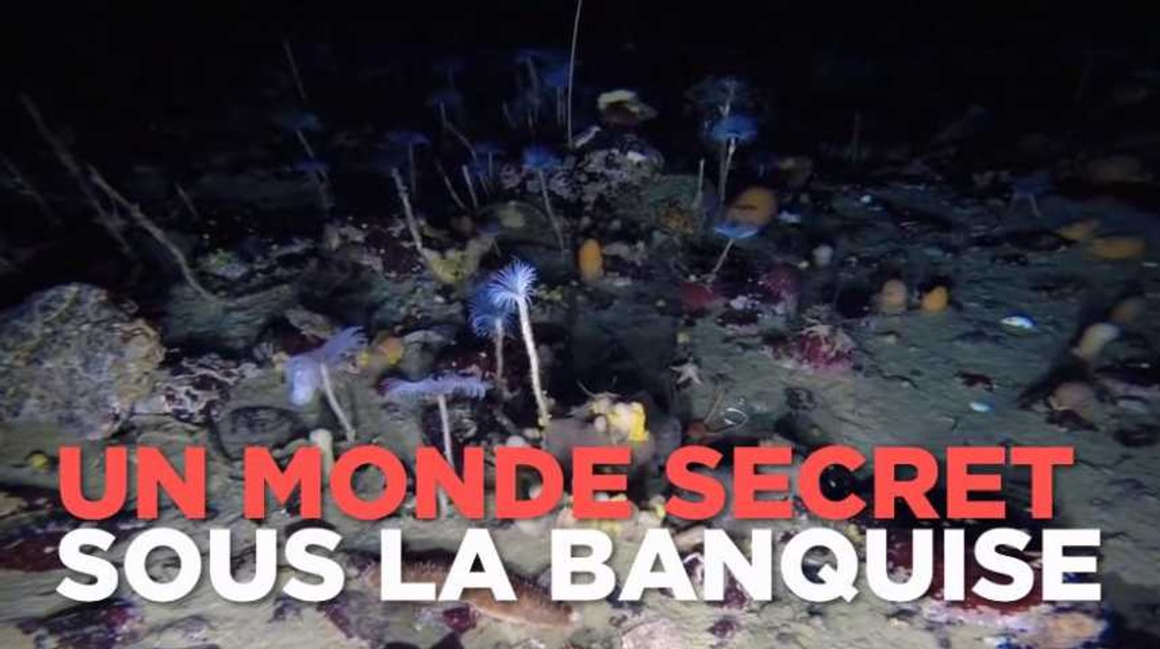 2 minutes dans les fonds sous-marins secrets de l'Antarctique