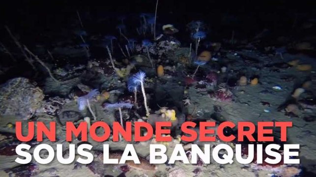 2 minutes dans les fonds sous-marins secrets de l'Antarctique