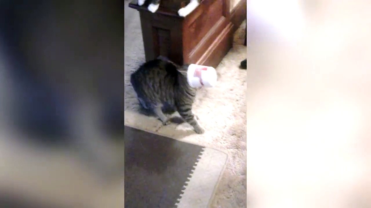 Ce chat kiffe vraiment son gobelet...