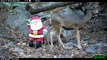 Papa Noël rencontre des animaux sauvages :)