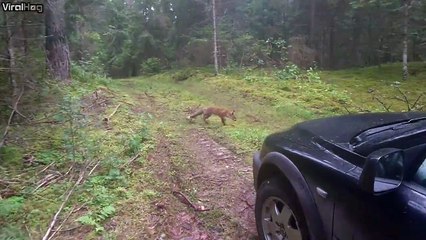 Ce con balance ses clés pour attirer un renard... Et le renard se barre avec!