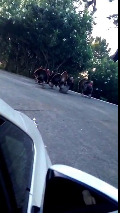 Des dindes en pleine discussion avec une voiture.