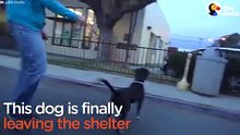This dog just got adopted — and he CANNOT believe it