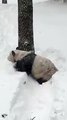 Not everyone’s weekend has been ruined by the US snowstorms – here’s the happy bear on world