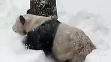 Not everyone’s weekend has been ruined by the US snowstorms – here’s the happy bear on world