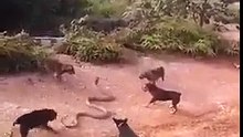 Mortal Kombat _ Snake vs. Dogs 2016