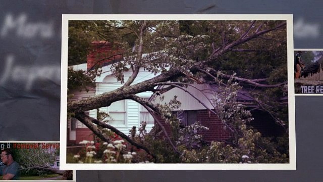 Merrifield Tree Removal | best tree removal Services