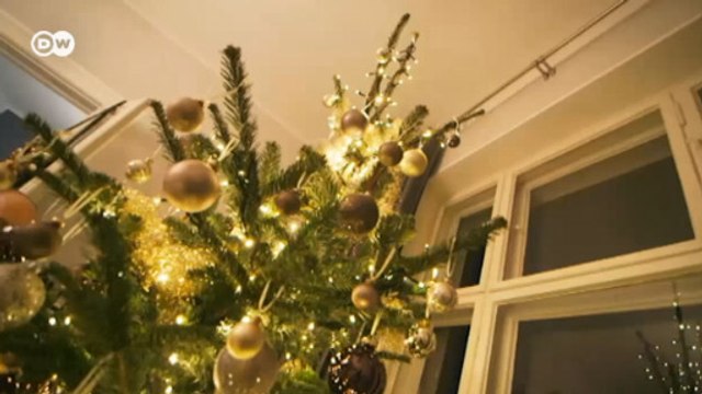 Noel'in olmazsa olmazı çam ağacı