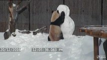 Un panda s'amuse avec un bonhomme de neige