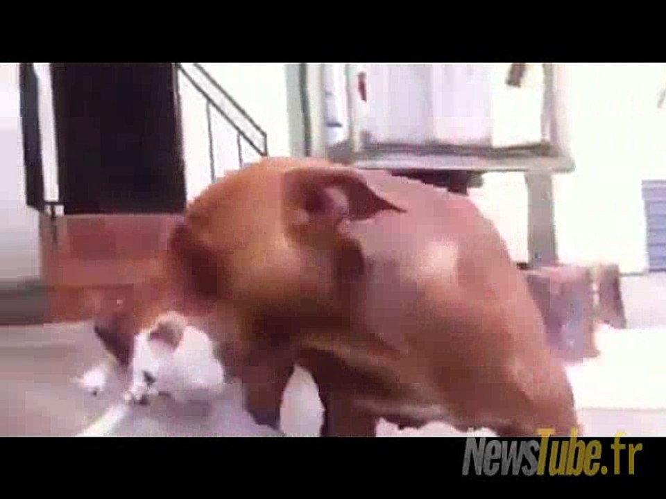 Ce chien a adopté 5 chatons et regarde avec cet amour