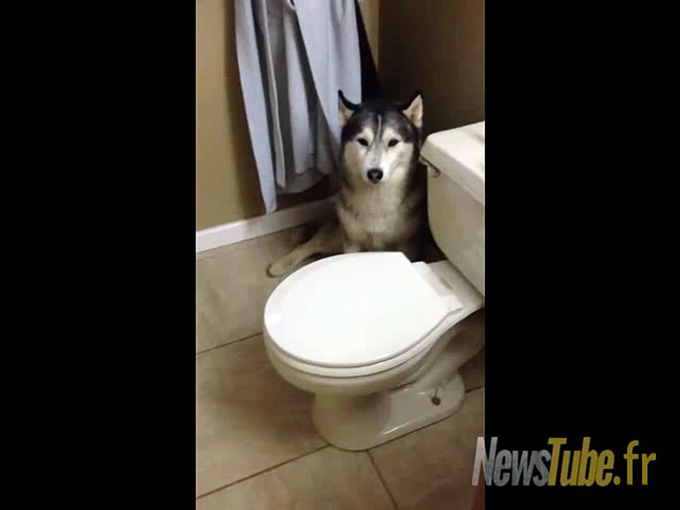 quand un chien ne veux pas prendre le bain