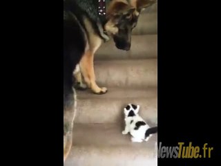 un chien et un chaton trop mignon