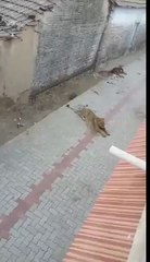 man eater most scary lion in village