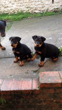 Chiots d'Hawaï et G'Jack du foudre de Zeus le 24 décembre 2016