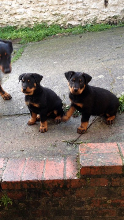 Chiots d'Hawaï et G'Jack du foudre de Zeus le 24 décembre 2016