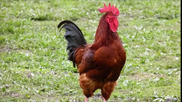 Kümes Hayvanları Tavuk horoz kaz ördek sesi