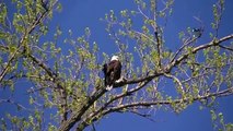 Minnesota Eagle on the Mississippi in HD