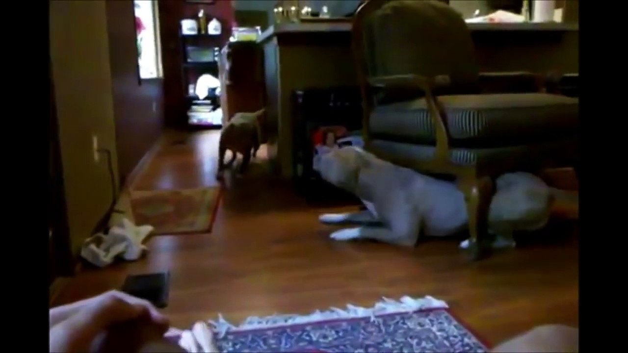10 Funniest Pitbull Videos
