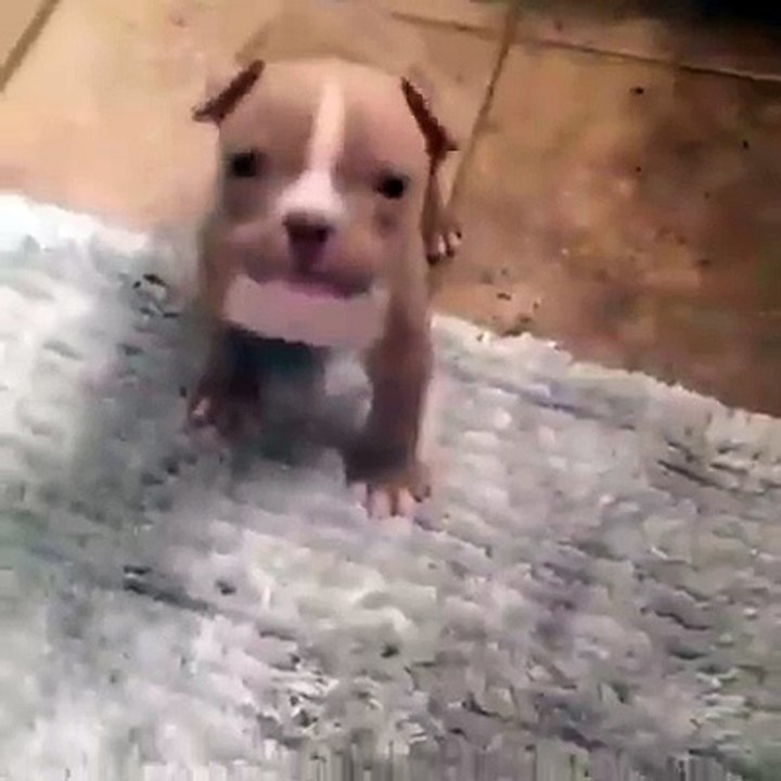 Little pitbull scaring his boss :)
