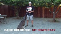 BASIC DOG OBEDIENCE TRAINING SIT STAY AND DOWN