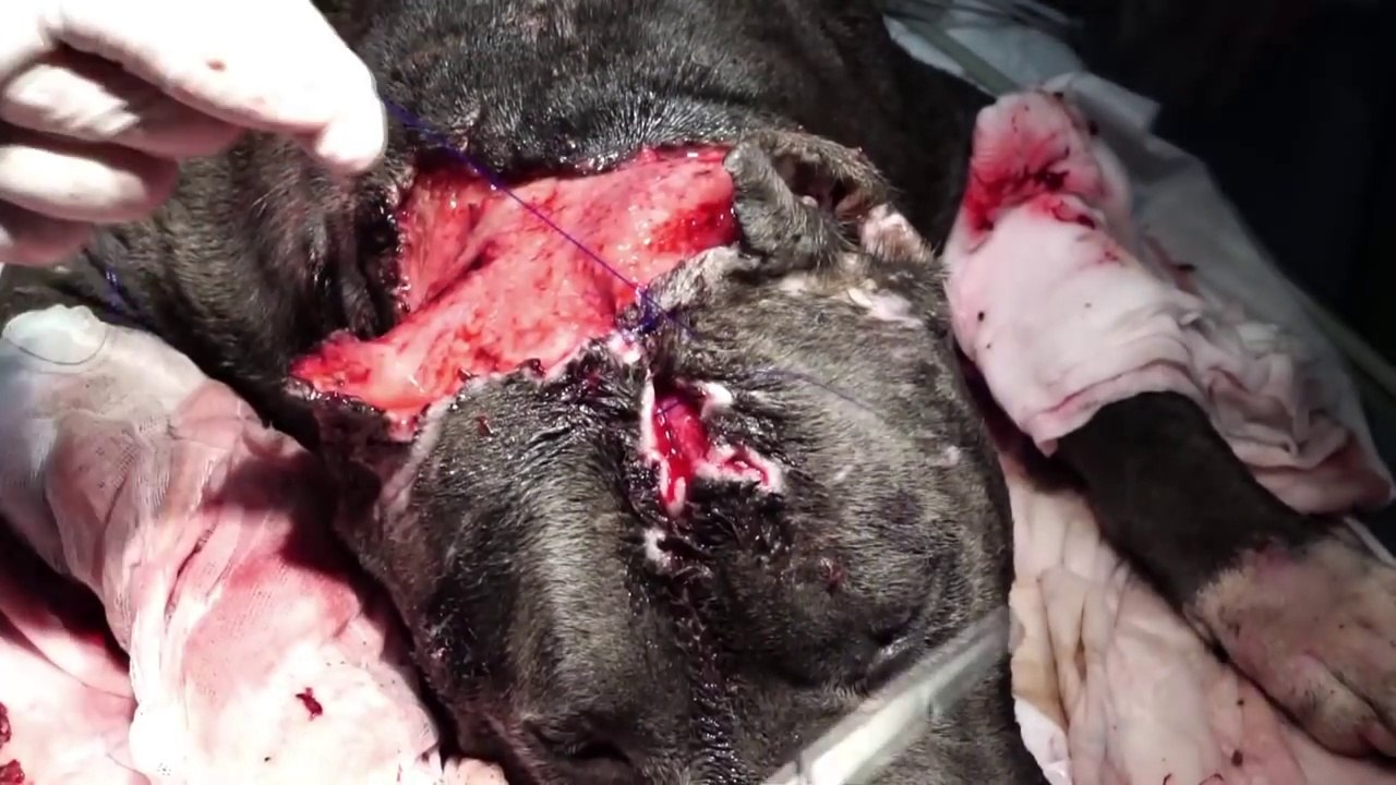 "BETSY" - THE PITBULL WOULDN´T FIGHT SO THEY TORE HER TO PIECES !!!