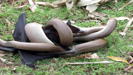 Huge snakes in the sights exciting predation - see ► Blue