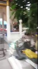 See What Hungry Dog Did