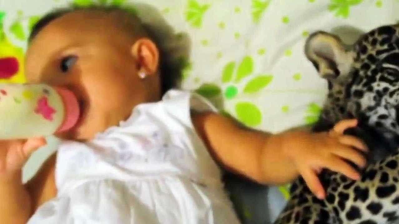 Un bébé et un bébé tigre boivent au biberon leur lait !