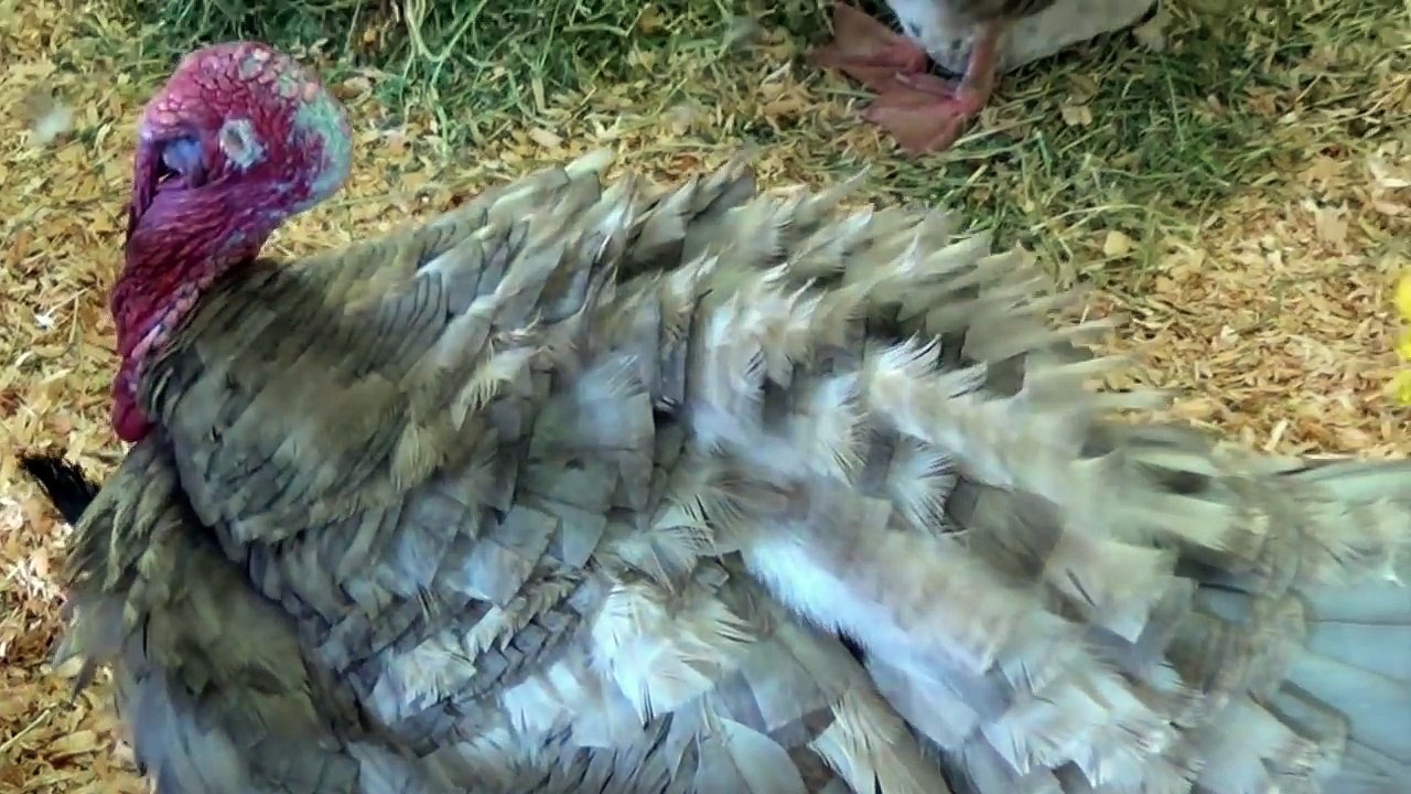 ANIMAL SOUNDS SONG Learn English CHILDREN SONG - Version 2