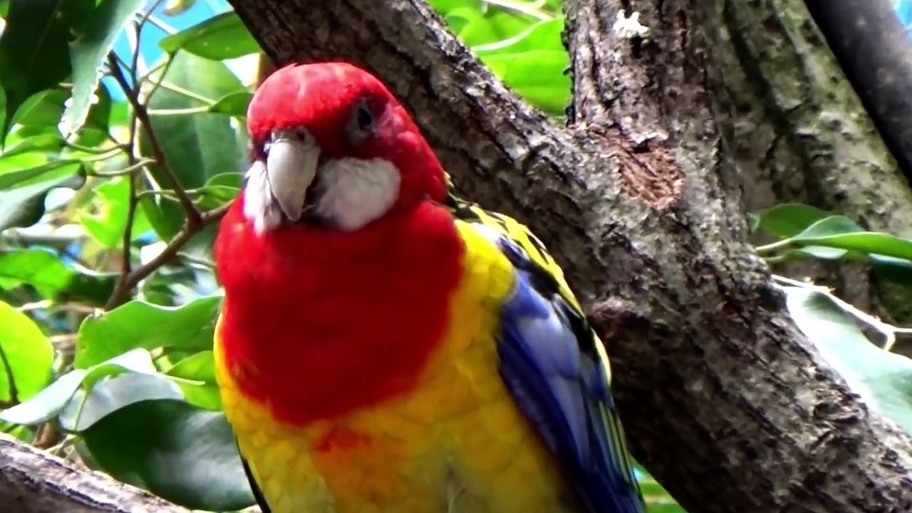 COUNTING NUMBERS 1, 2, 3, 4 and 5 - Babies, Toddlers, Preschool