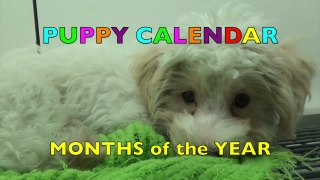 PUPPY CALENDAR - MONTHS of the YEAR - Learn English