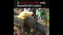 Massive crocodile found in Sri Lanka