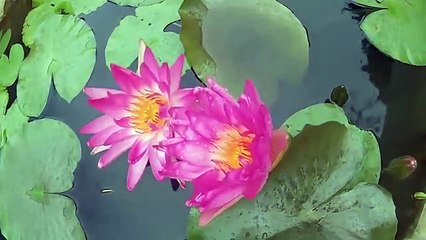 Excellent_!!_Video_summary_of_fear_reflects_the_Onge_to_see_Unbelievable_Videos_