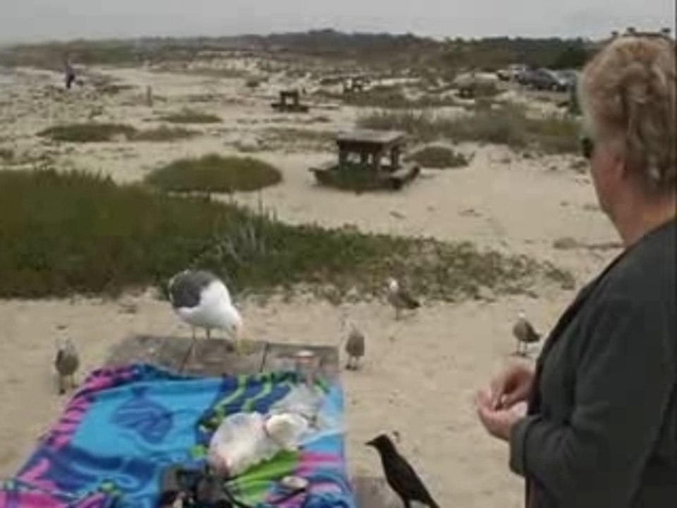 FEEDING THE SEA GULLS