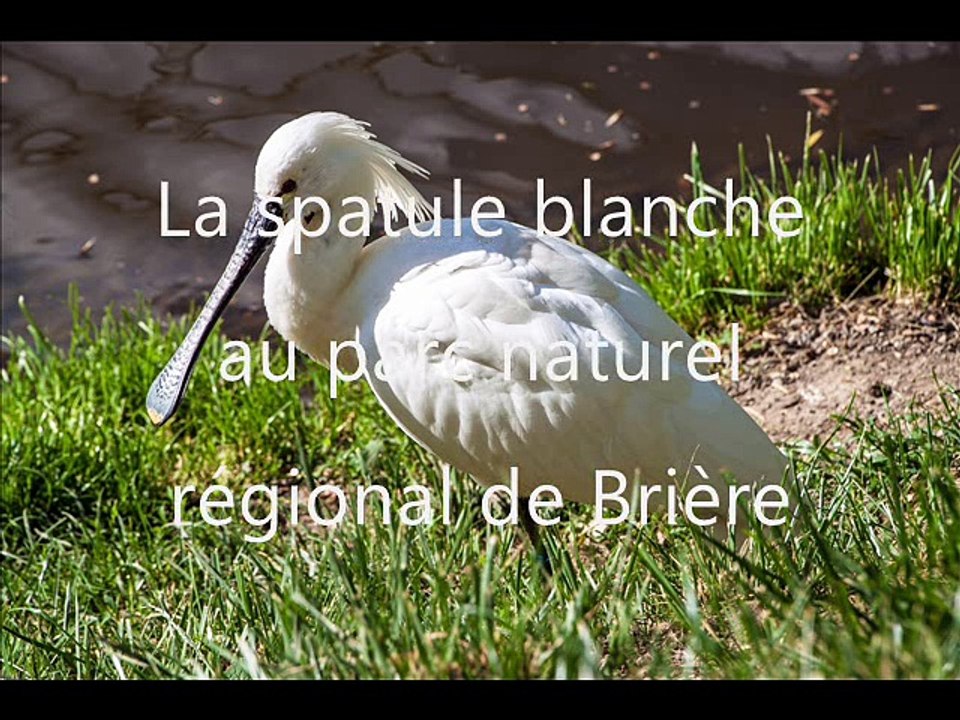 Animaux de France