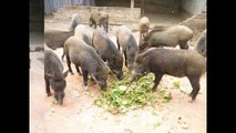 bán gà đông tảo - chuyên bán gà đông tảo - bán lợn rừng - bán lợn mán - bán thịt thỏ, thịt thỏ sach (5)