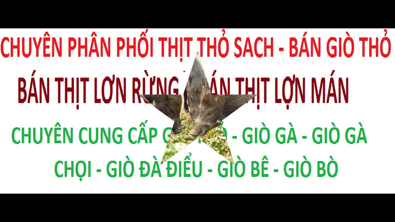 bán gà đông tảo - chuyên bán gà đông tảo - bán lợn rừng - bán lợn mán - bán thịt thỏ, thịt thỏ sach (6)