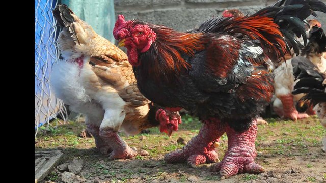 bán gà đông tảo - chuyên bán gà đông tảo - bán lợn rừng - bán lợn mán - bán thịt thỏ, thịt thỏ sach (9)