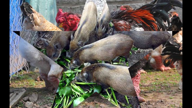 bán gà đông tảo , chuyên bán gà đông tảo , bán gà đông tảo tại hà nội , bán gà đông tảo , phân phối gà đông tảo , cung c