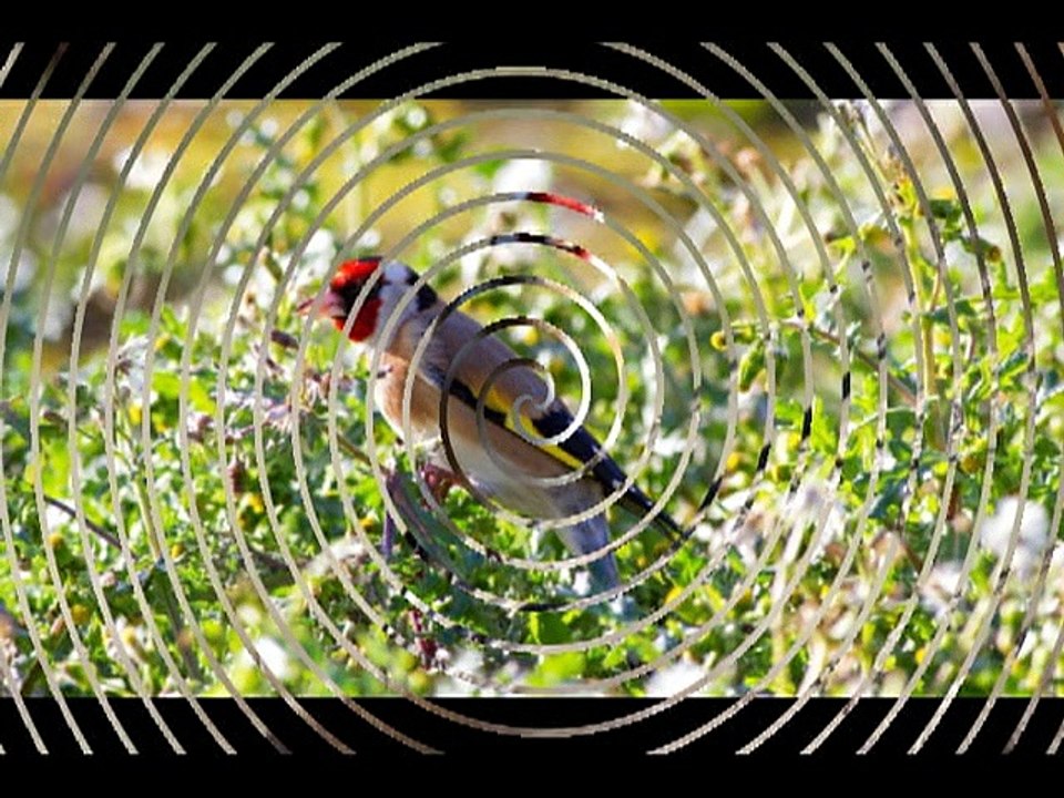 Chardonneret Golden vous présente : Ma Pasion pour le Chardonneret