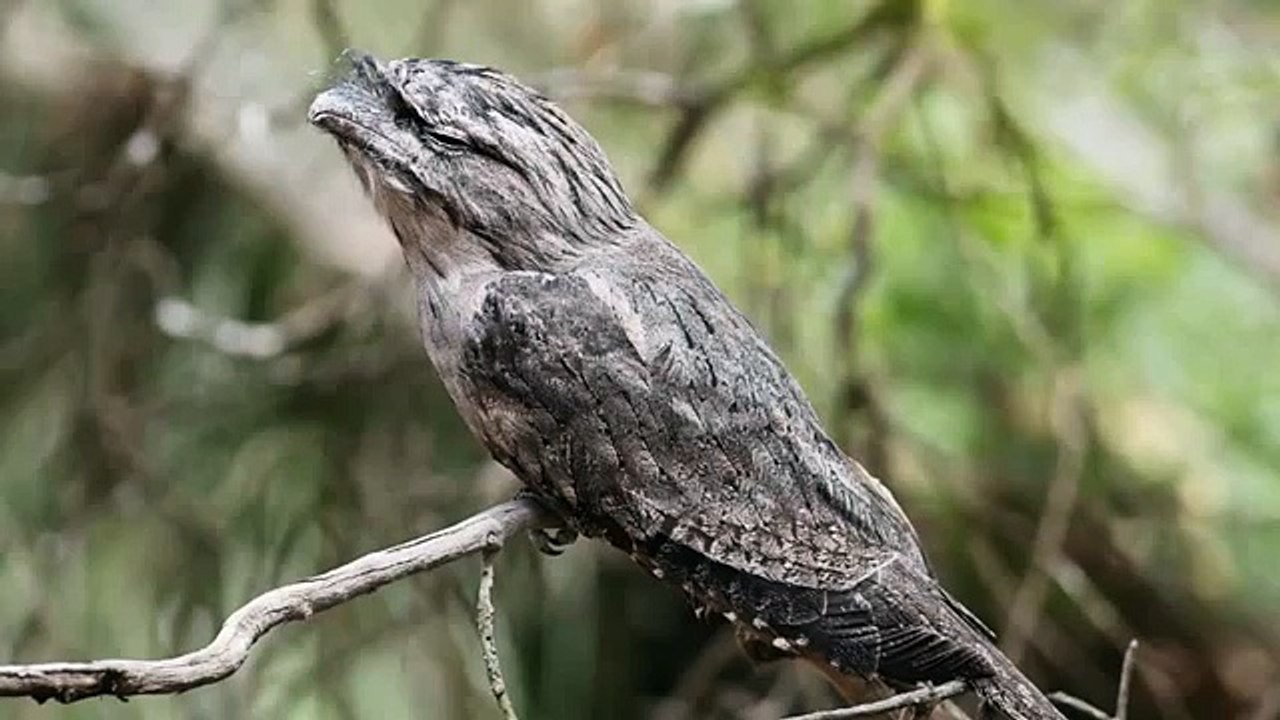 Podargidae kuş sesi