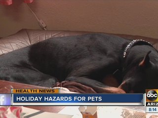 Watch out for these holiday hazards for your pets