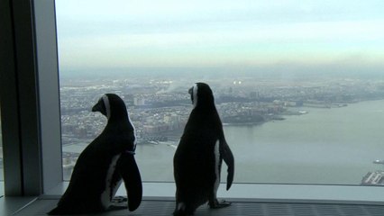 Penguins on sky-high sightseeing tour of Big Apple