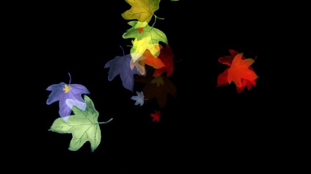 Leaves Flying Around - Royalty Free effect video Footage VFX
